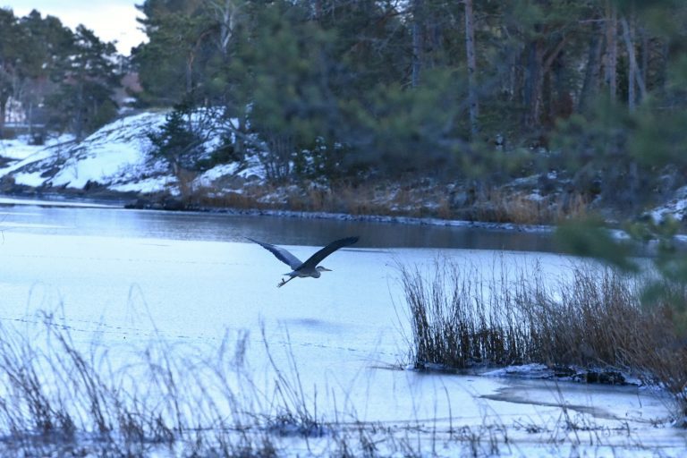 En häger i Oskarshamn