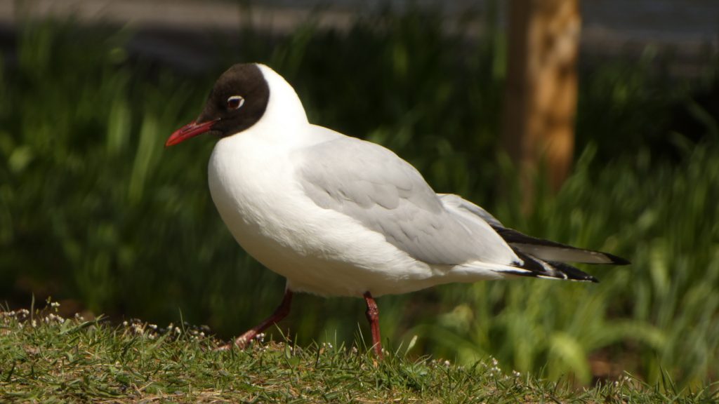 Ankdammen Oskarshamn