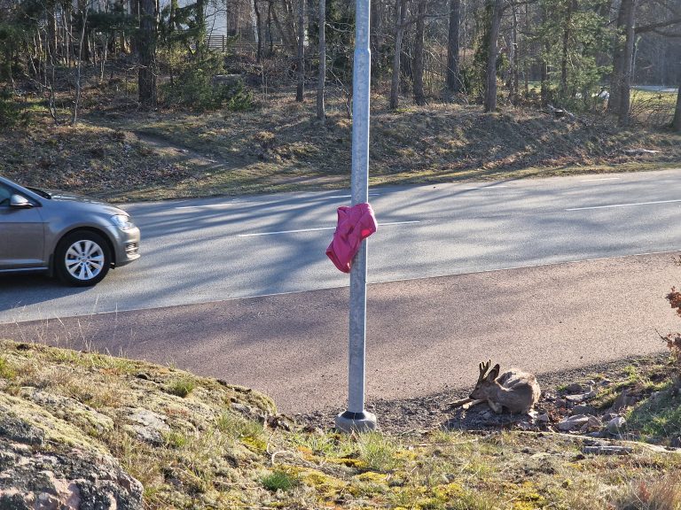 Påkörd råbock ligger vid kanten av Stångehamnsvägen i Oskarshamn