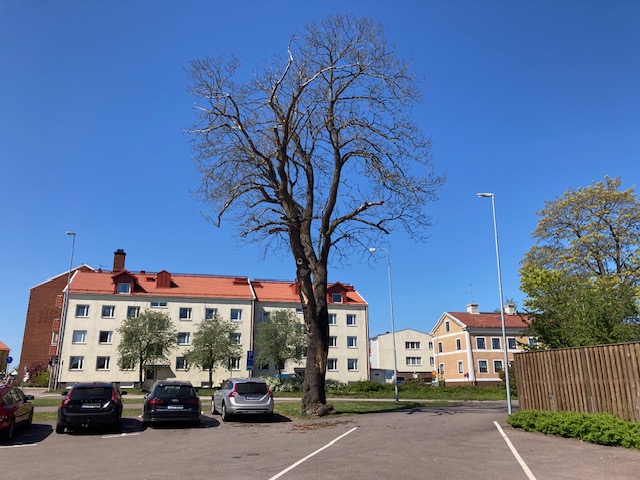 Träd vid hälsocentralen Gripen i Oskarshamn