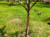 Avskalad bark på mindre träd i stadsparken i Oskarshamn