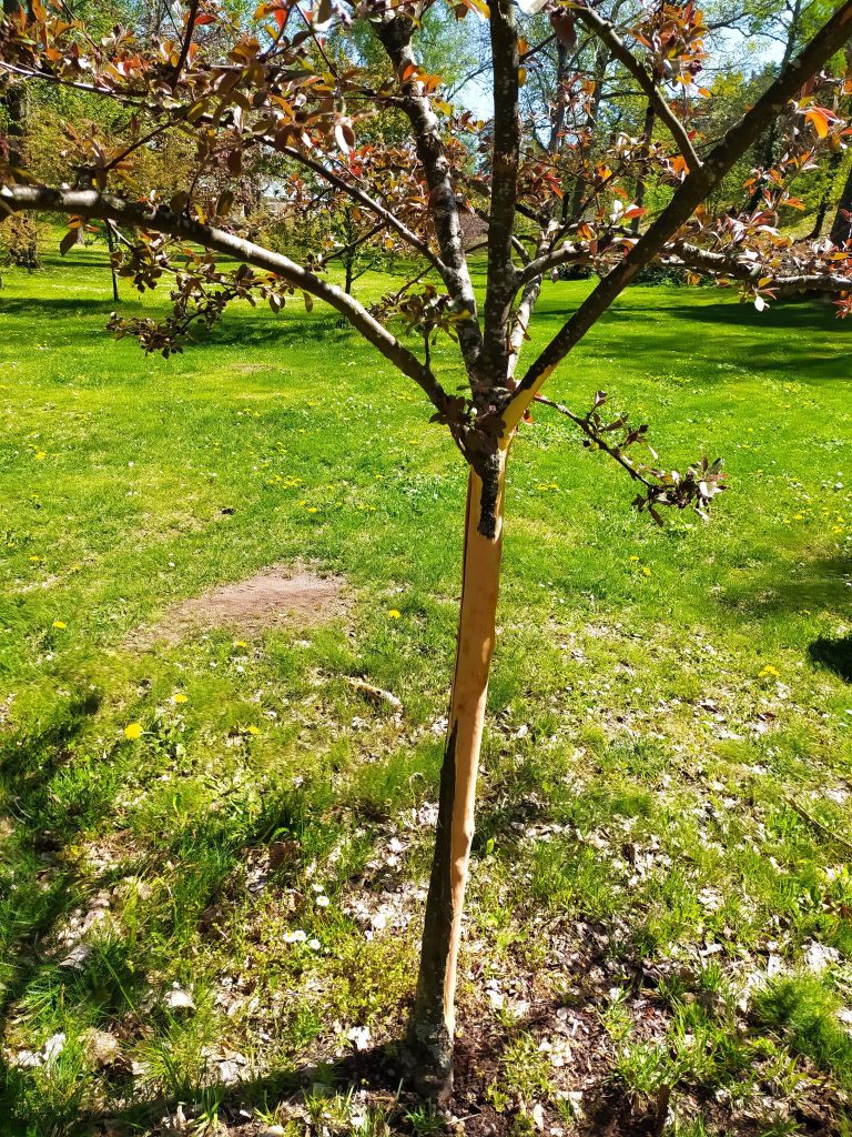 Avskalad bark på mindre träd i stadsparken i Oskarshamn