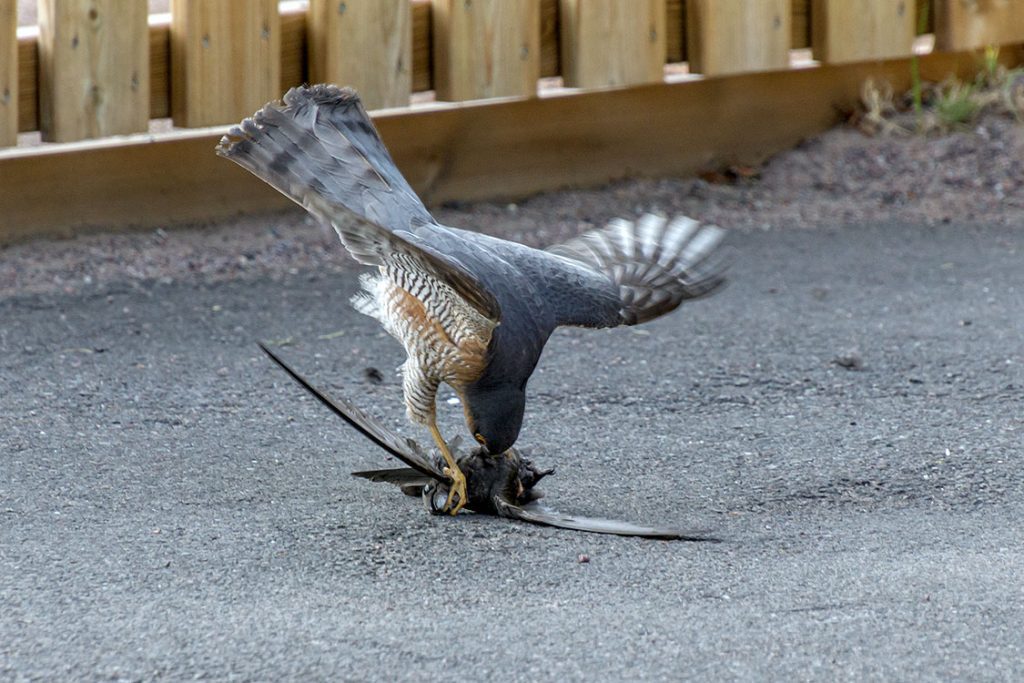 En sparvhök har fångat en tornseglare i Nybro