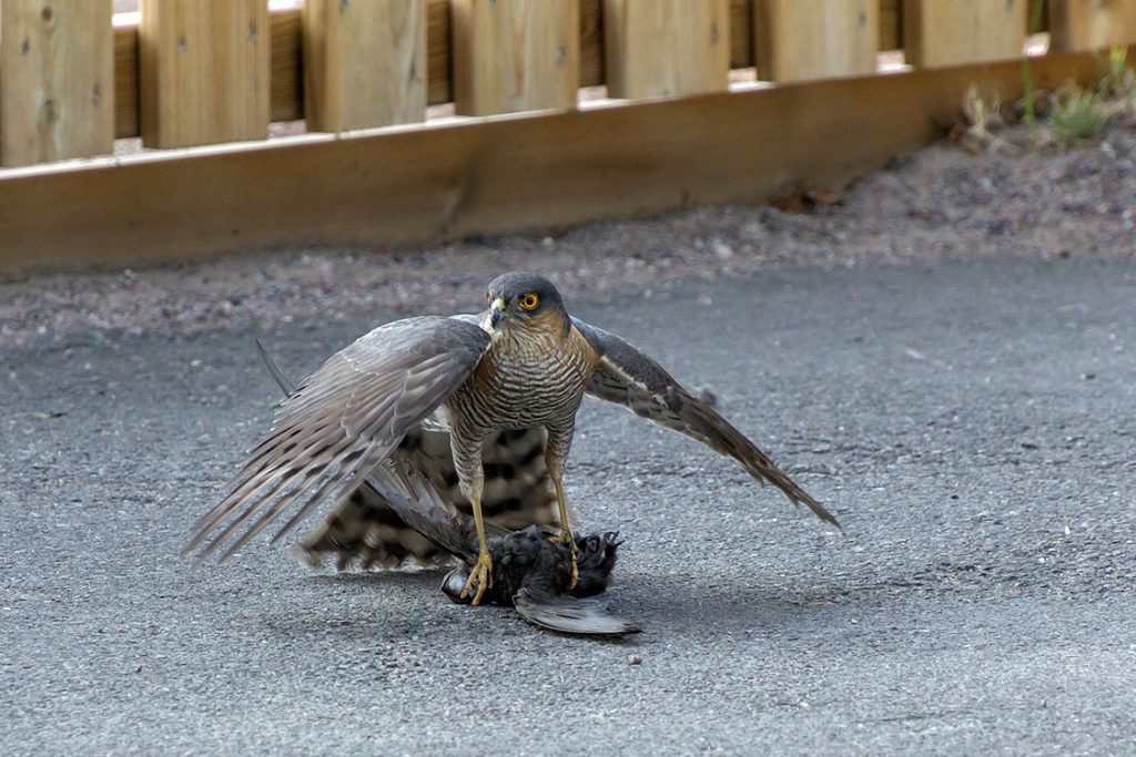 En sparvhök har fångat en tornseglare i Nybro