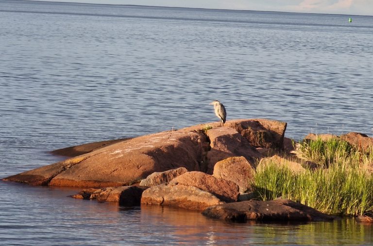 En häger