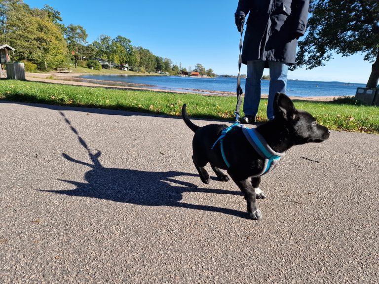 Tosse på promenad