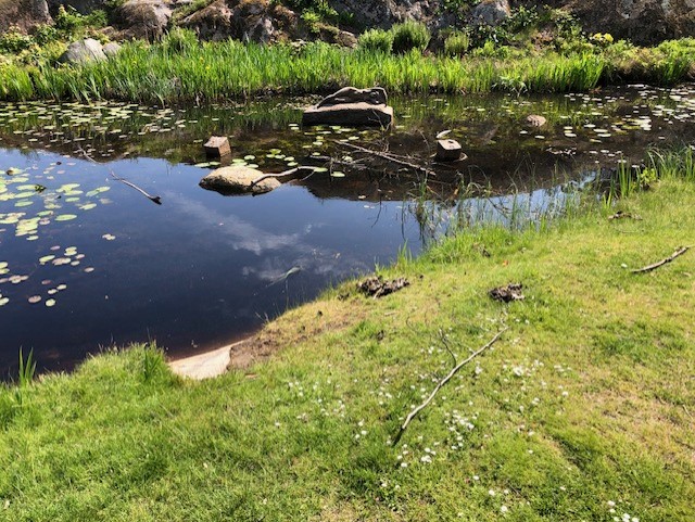 Näckrosdammen i stadsparken i Oskarshamn