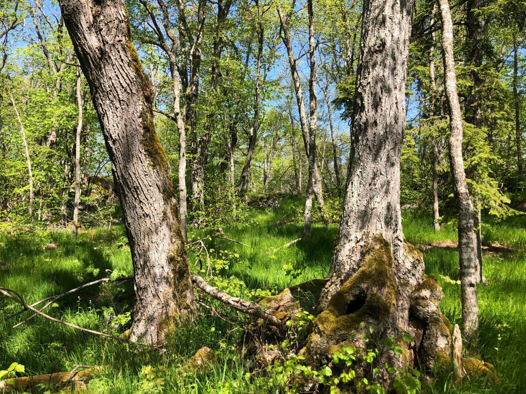 Nytt naturreservat i Oskarshamns kommun
