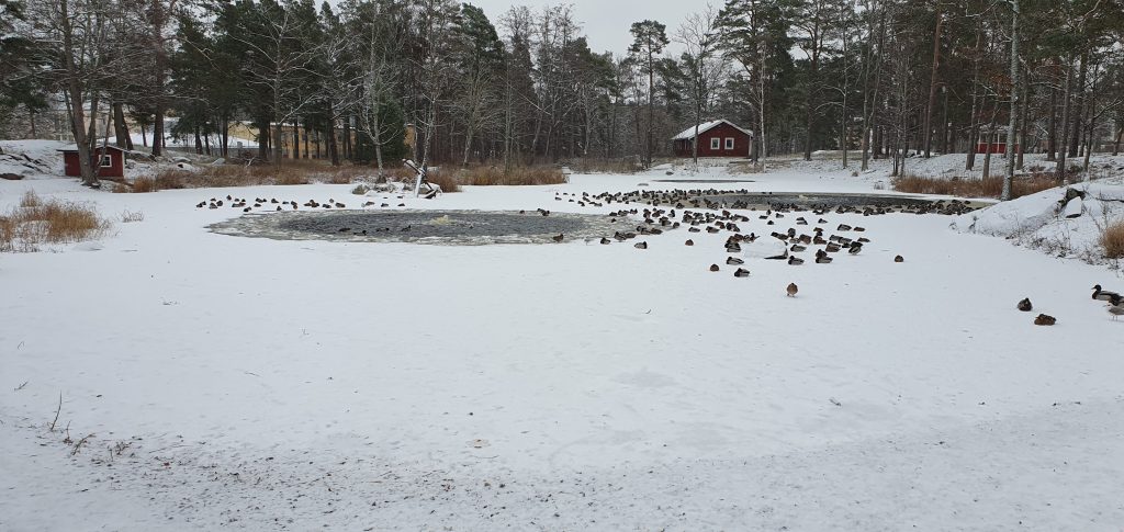 När vintern kom till Oskarshamn...