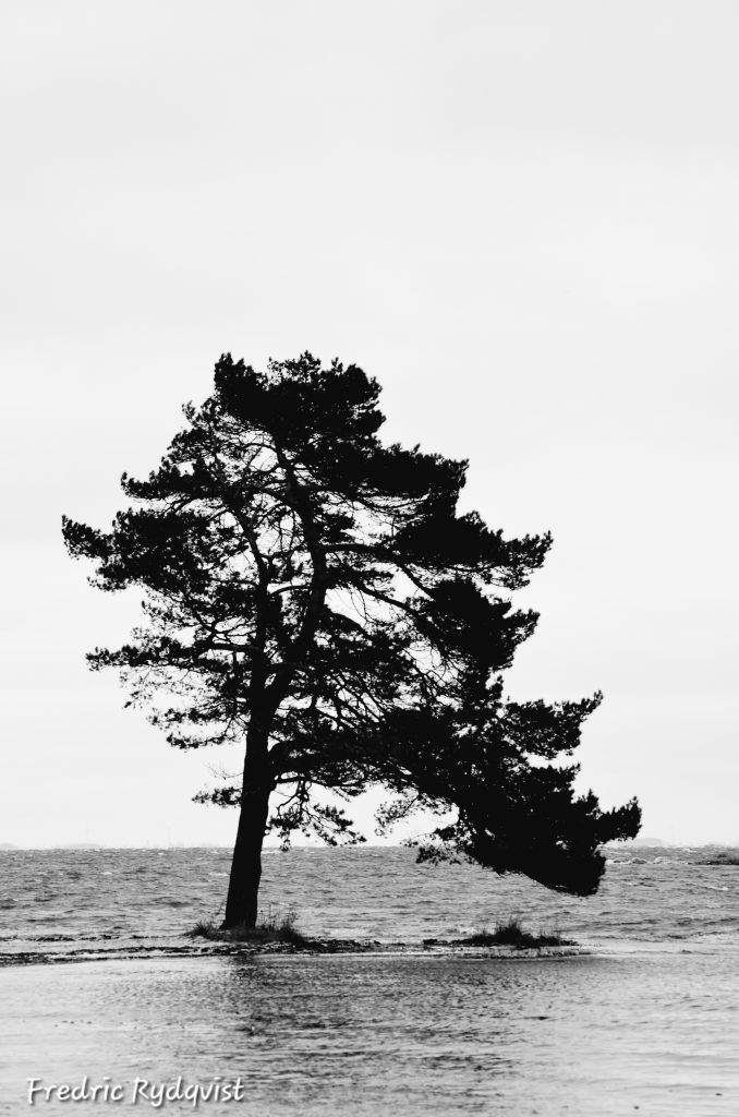 "Ensamma trädet" på Oknö