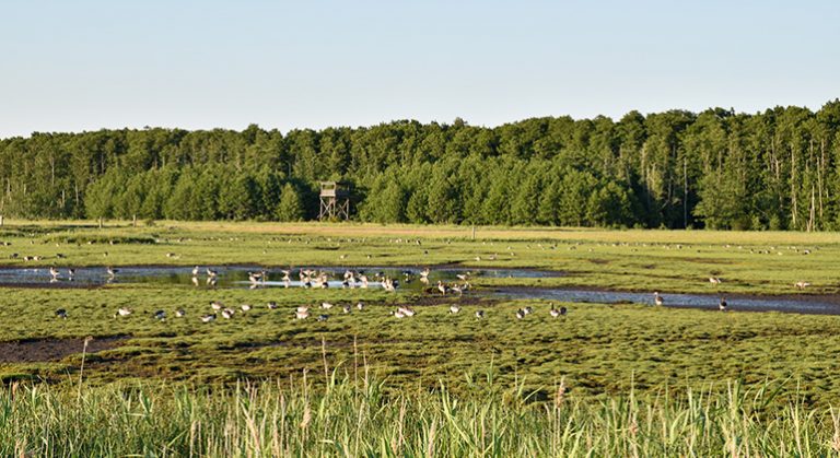 Våtmark Beijershamn
