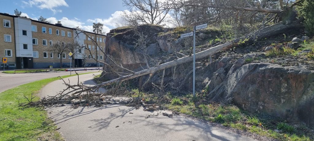 Omkullblåst träd på Stengatan i Oskarshamn