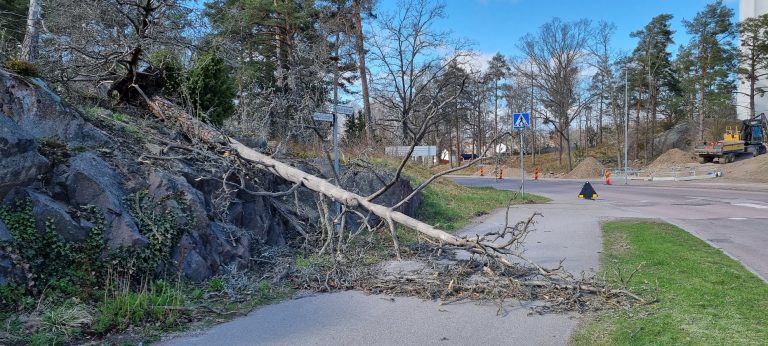 Omkullblåst träd på Stengatan i Oskarshamn