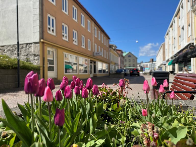 Tulpaner på Hamngatan i Oskarshamn