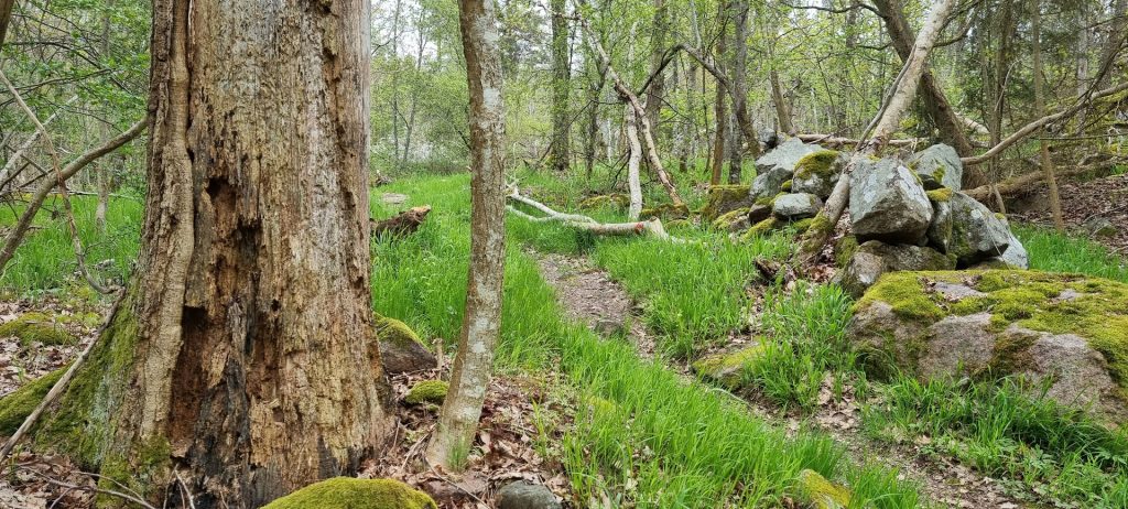 Sjöbovikens naturreservat i Kristineberg i Oskarshamn.