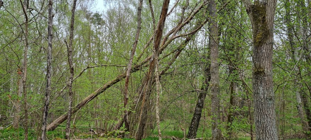 Sjöbovikens naturreservat i Kristineberg i Oskarshamn.