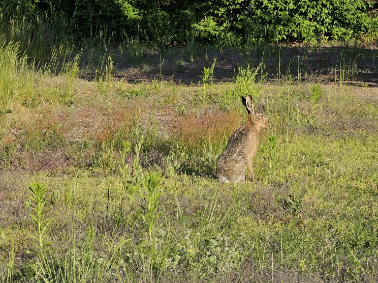 En hare skuttar in i försommarens Oskarshamn