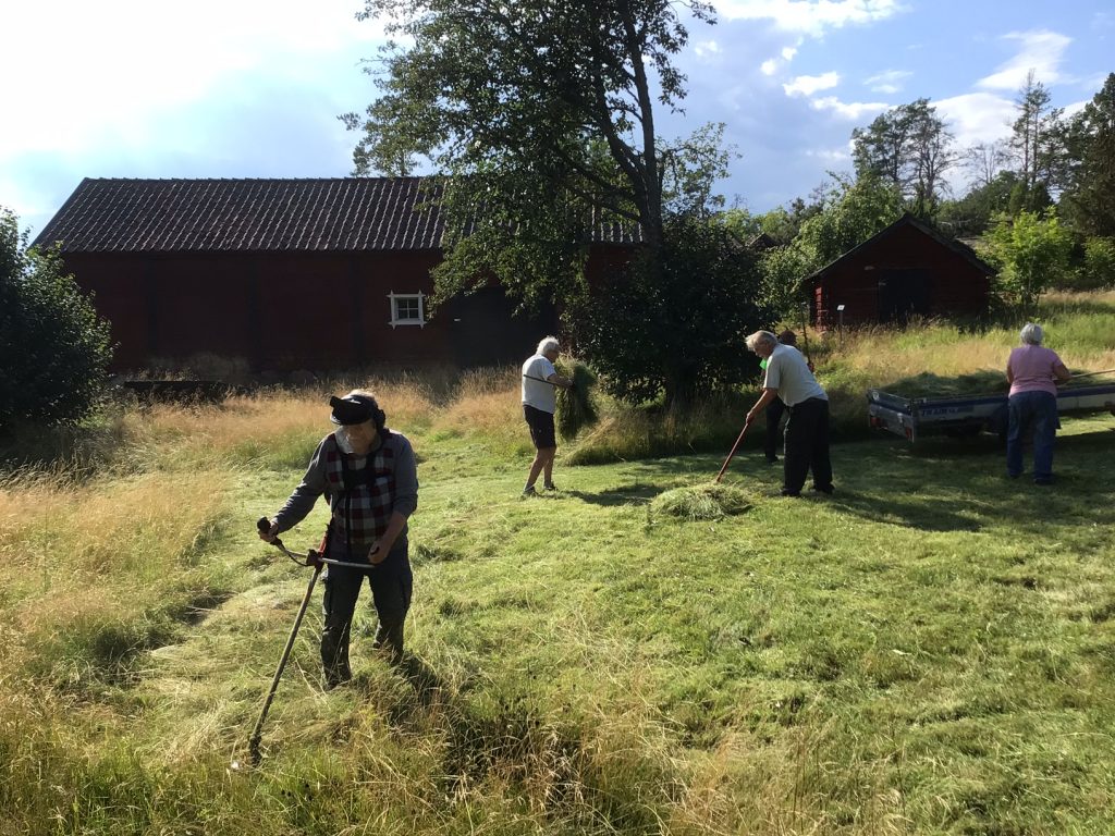 Många kom och hjälpte till med slåttern