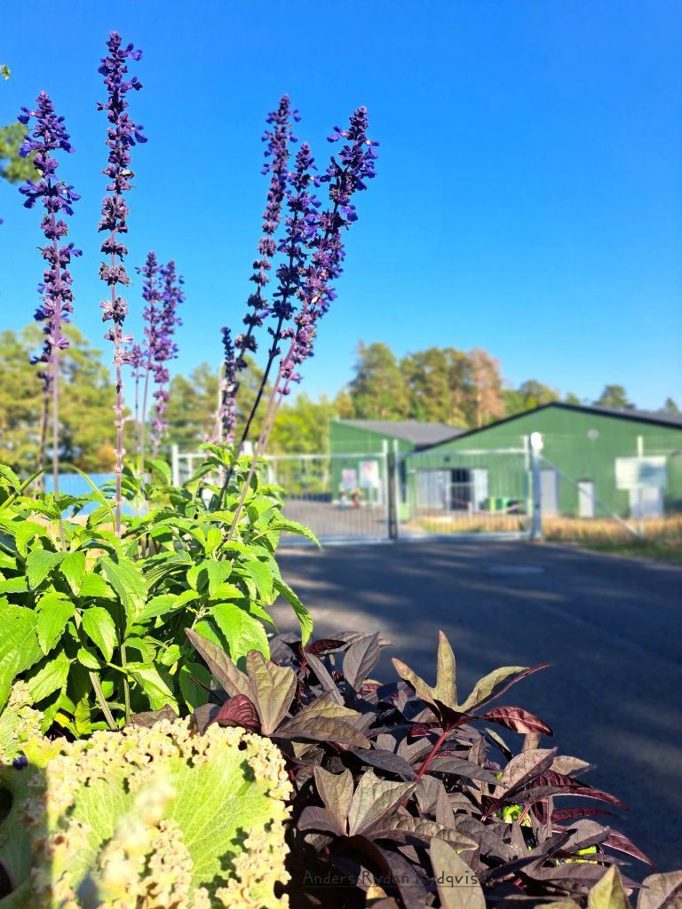 Nyrenoverade reningsverket i Mönsterås