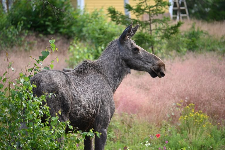 Pressbild på en älg