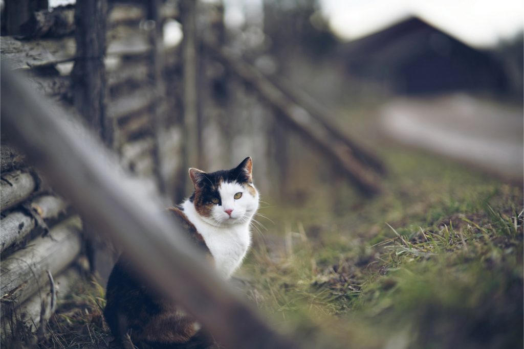 Katt sitter vid gärdsgård i Stensjö by