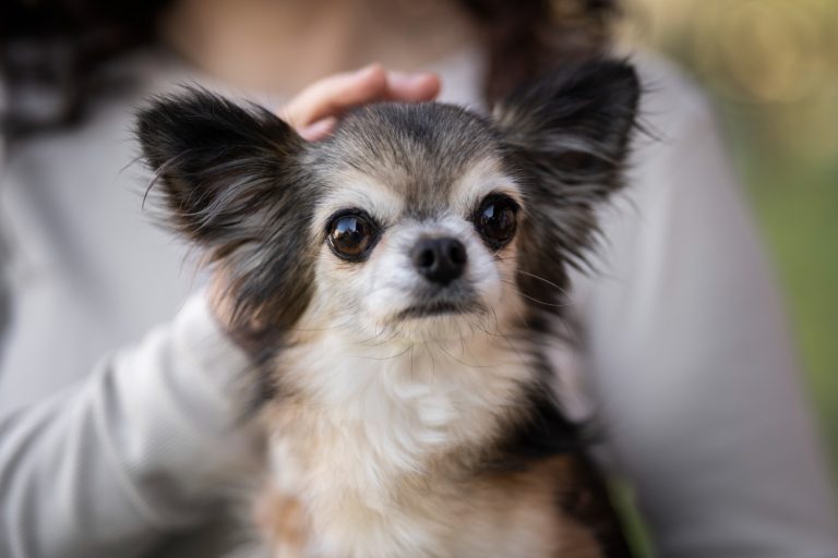 Chihuahua