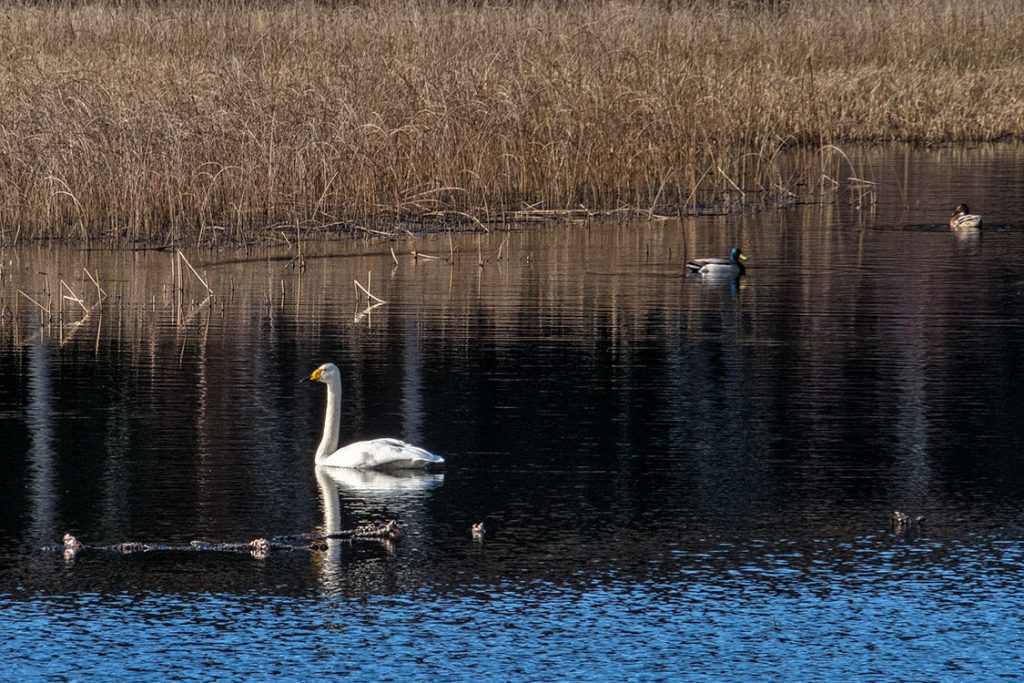 Sångsvan, Blåsås. Foto: Pierre Stjernfelt