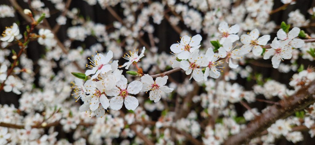 Fångat några vårbilder på långfredagen och påskafton. De flesta växter är på väg att börja blomma medan andra redan blommat klart. Trädet vid Ankare Ankdammen har redan blommat färdigt och beklätt marken med sina vita blomblad. En samling vitsippor trivs vid roten av en ek. Såg även en ensam blåsippa bland skogens torkade löv och röd svamp som angripit en död björkstam. Bilderna är från olika ställen i Oskarshamn.