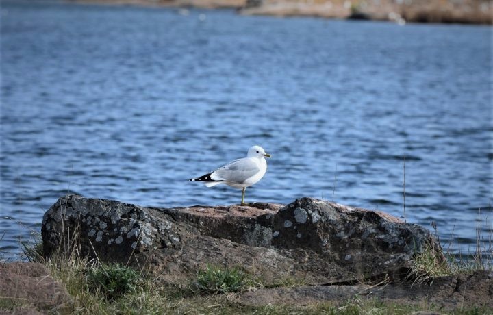 Fiskmås