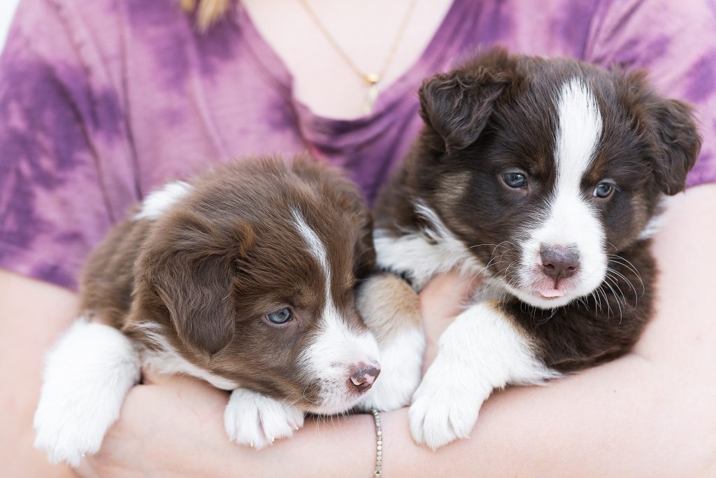 Kvinna med två border collie valpar i famnen