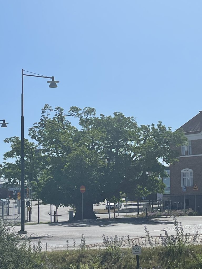 Läsarbild från Oskarshamn. Foto: Gunilla Strömberg