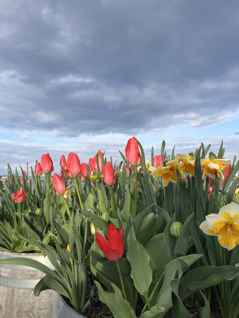 Läsarbild från Oskarshamn. Foto: Gunilla Strömberg