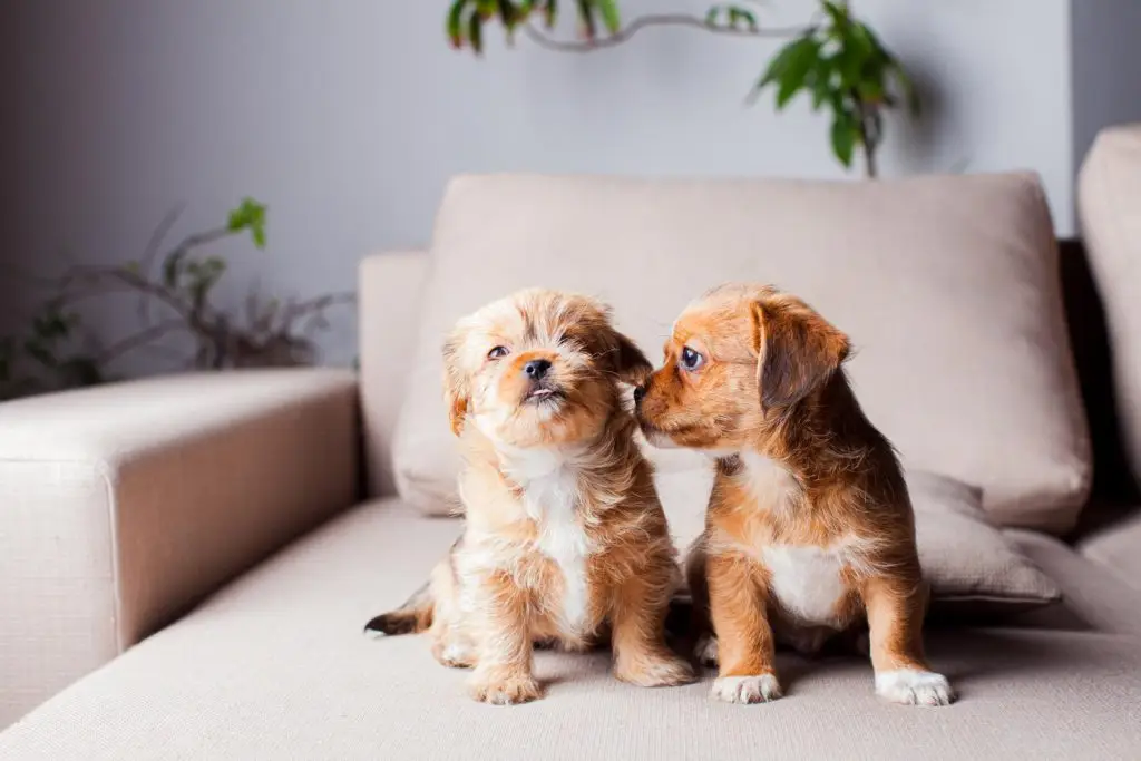 Två valpar som sitter på soffa