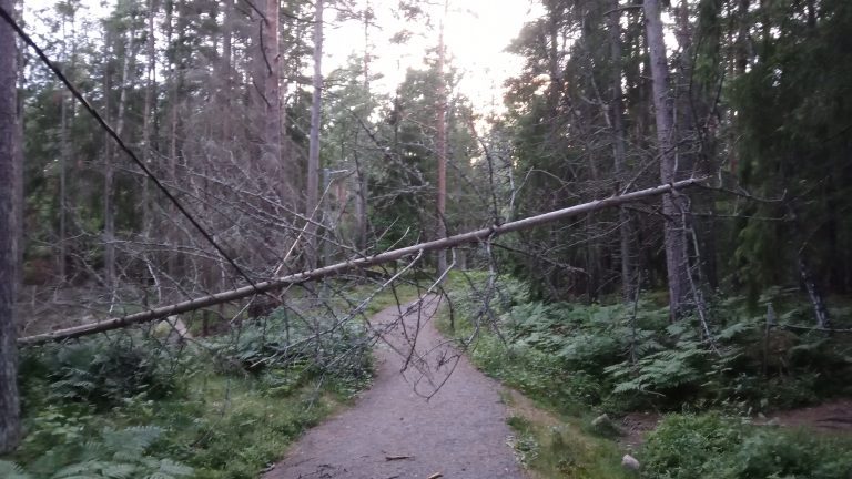 Träd på motionsslingan i Kristineberg i Oskarshamn. Foto: Privat