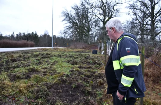 En man står och tittar på ett område som vildsvin har bökat upp.