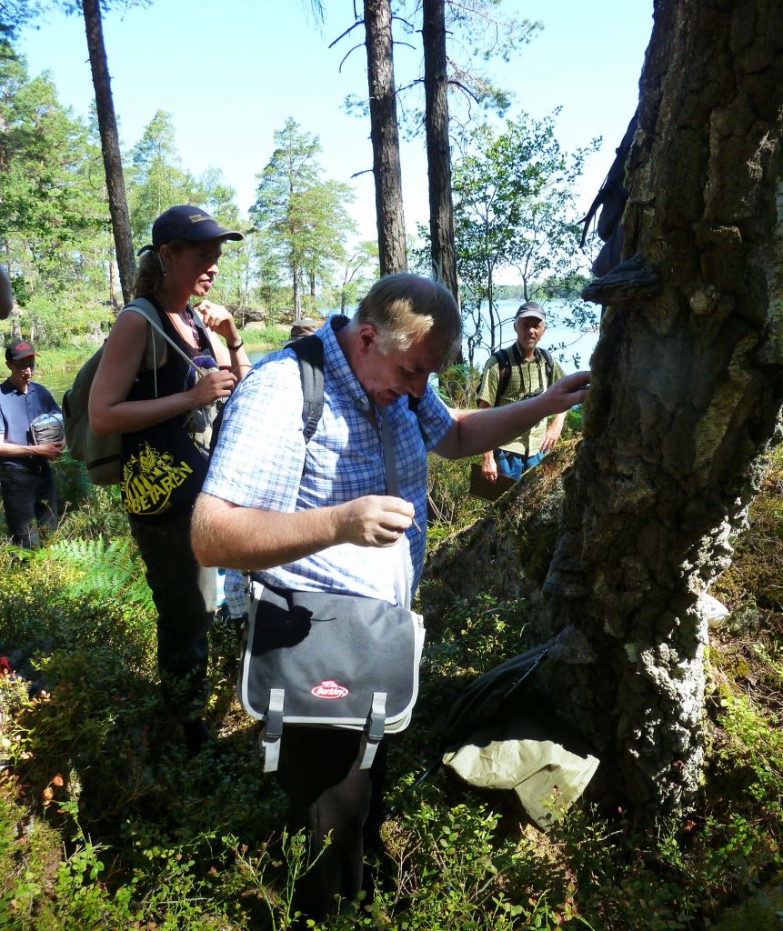 Peter Rolfsson, entomolog och Kerstin Månsson kikar närmare på en gammal högstubbe av björk! Här hittades den sällsynta jättesvampmalen. I bakgrunden syns Lars Gerre och Nils Norrby. Flera intressanta insektfynd hittades också vid besöket i naturskogsområdet i Mönsterås kommun!