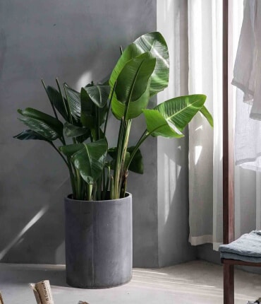 Indoor Plants