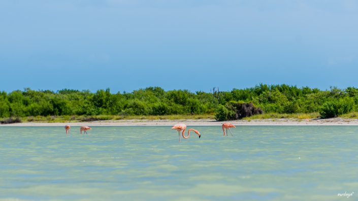 Isla Holbox, Mexiko, Drohne, Dji, Phantom 4, Drone, Villa Flamingo, Sunset, Casa El Viento, Punto Mosquito, Golfcars, El Bajo, Flamingos, Pelikan, Leguan