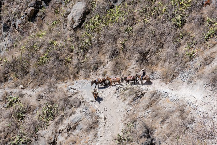 Pisco, Pachamama, Arequipa, Capanaconde, Colca, Canyon, Condor, Llahuar, Oasis, Malata, Sangalle, Rio Colca, Llahuar Hostel, Hotspring, Geysir, Cruz del Condor, Babycondor, Chivay