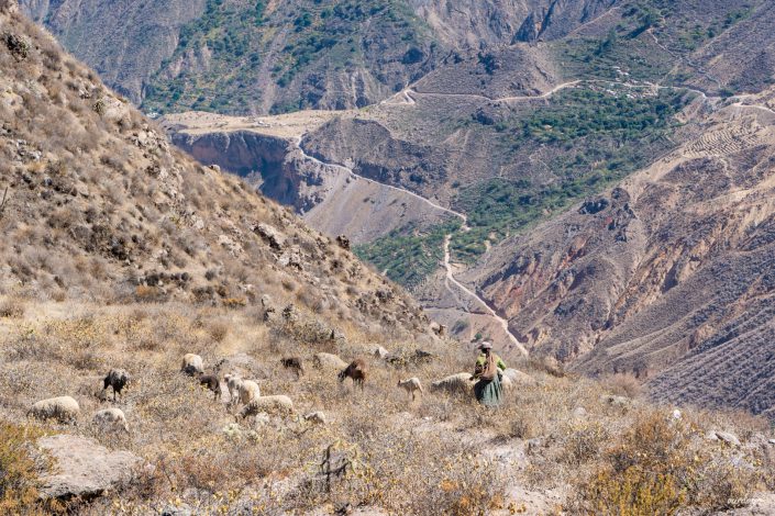 Pisco, Pachamama, Arequipa, Capanaconde, Colca, Canyon, Condor, Llahuar, Oasis, Malata, Sangalle, Rio Colca, Llahuar Hostel, Hotspring, Geysir, Cruz del Condor, Babycondor, Chivay