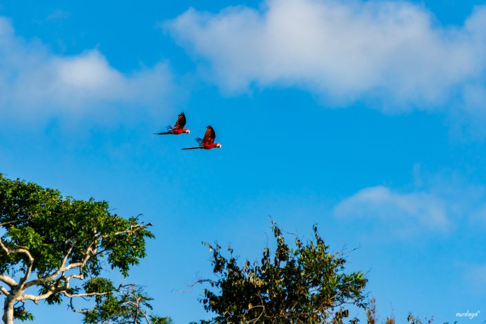 peru, amazonasgebiet, puerto maldonado, lake sandoval, tambopata nationalpark, macaw, clay lick, jaguar, gold, boat, Boot, Fluß, river, cayman, snake, spider, Rio madre de dios, rio tambopada