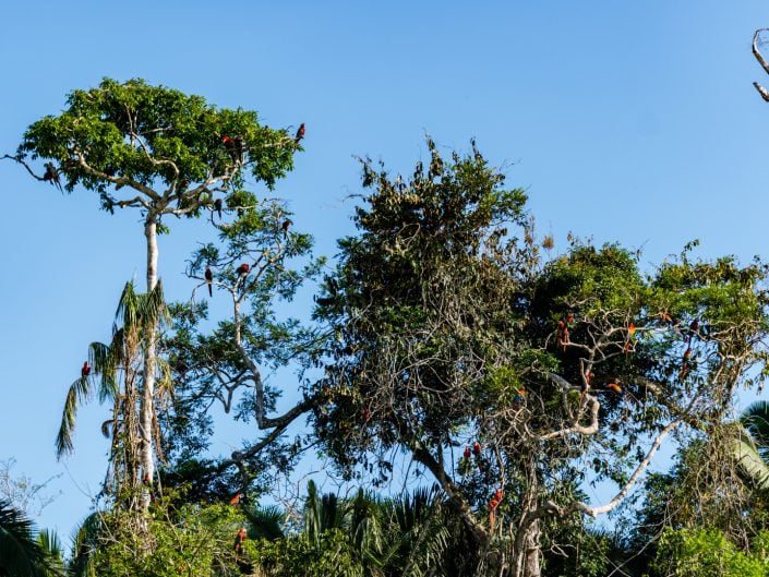 peru, amazonasgebiet, puerto maldonado, lake sandoval, tambopata nationalpark, macaw, clay lick, jaguar, gold, boat, Boot, Fluß, river, cayman, snake, spider, Rio madre de dios, rio tambopada