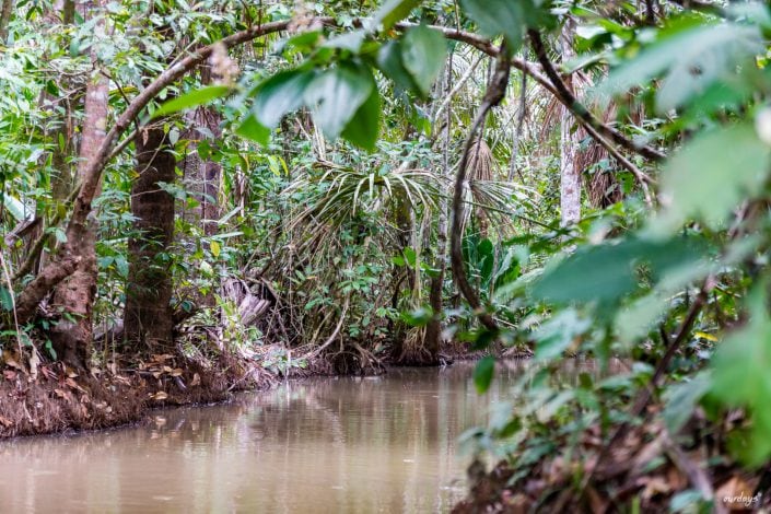 peru, amazonasgebiet, puerto maldonado, lake sandoval, tambopata nationalpark, macaw, clay lick, jaguar, gold, boat, Boot, Fluß, river, cayman, snake, spider, Rio madre de dios, rio tambopada