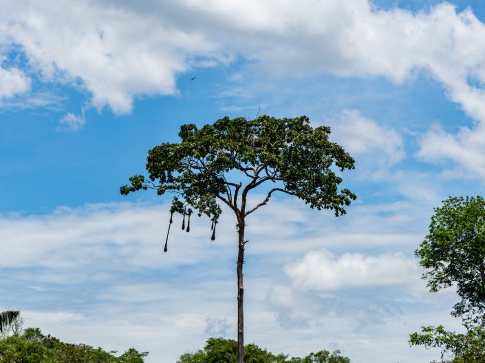 peru, amazonasgebiet, puerto maldonado, lake sandoval, tambopata nationalpark, macaw, clay lick, jaguar, gold, boat, Boot, Fluß, river, cayman, snake, spider, Rio madre de dios, rio tambopada