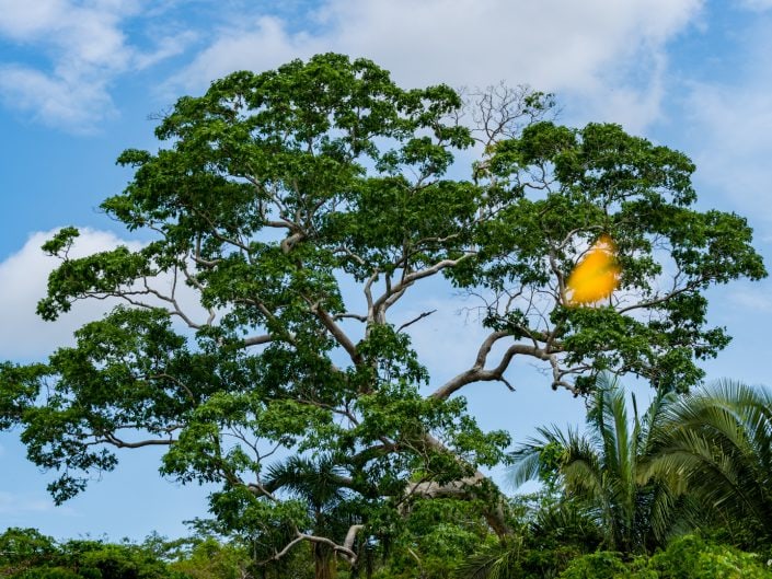 peru, amazonasgebiet, puerto maldonado, lake sandoval, tambopata nationalpark, macaw, clay lick, jaguar, gold, boat, Boot, Fluß, river, cayman, snake, spider, Rio madre de dios, rio tambopada