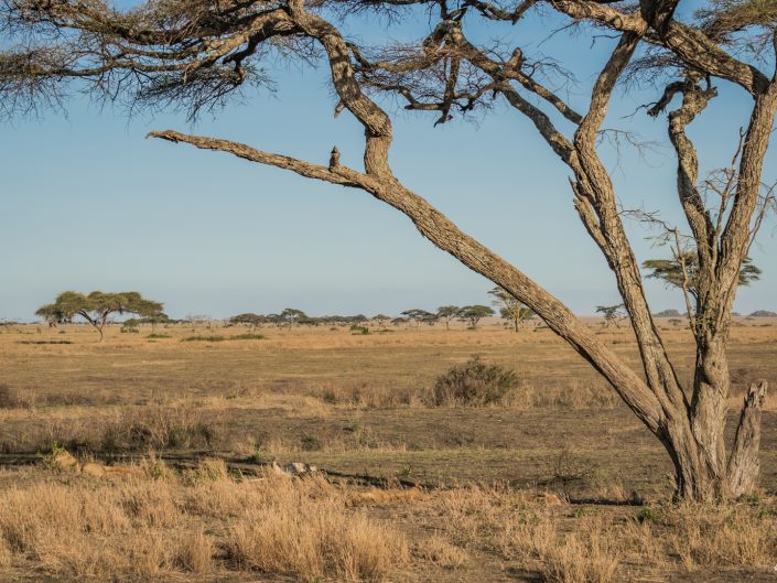 Serengeti, game drive, ngorongoro, krater, mawe, sonyalpha, safari, löwen, lion, tansania, tanzania, camp