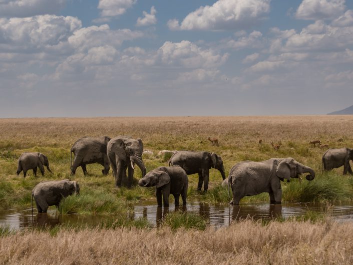 Serengeti, game drive, ngorongoro, krater, mawe, sonyalpha, safari, löwen, lion, tansania, tanzania, camp