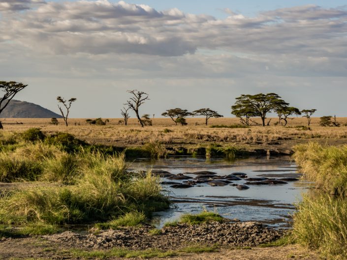 Serengeti, game drive, ngorongoro, krater, mawe, sonyalpha, safari, löwen, lion, tansania, tanzania, camp