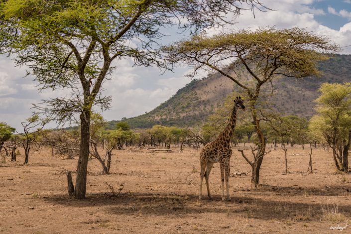 Serengeti, game drive, ngorongoro, krater, mawe, sonyalpha, safari, löwen, lion, tansania, tanzania, camp