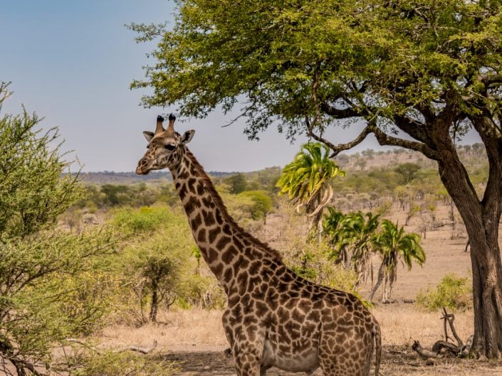 Serengeti, game drive, ngorongoro, krater, mawe, sonyalpha, safari, löwen, lion, tansania, tanzania, camp